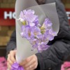 5 фиолетовых фрезий